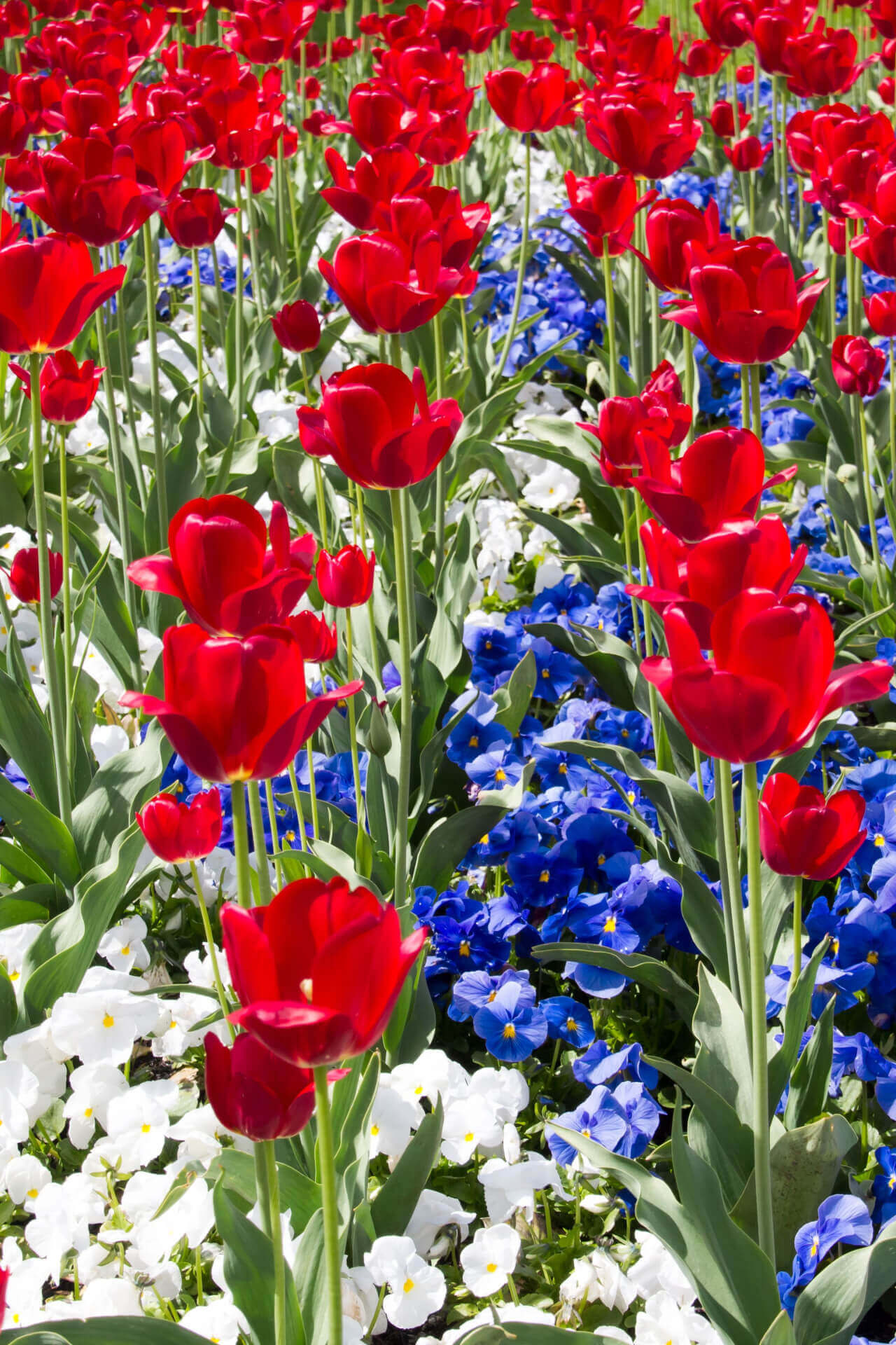 Vibrant red tulips with blue lobelia and white Solomon seal in Patriot garden bed