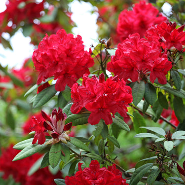 Vibrant red rhododendron blossoms in 15 bold color perennial package