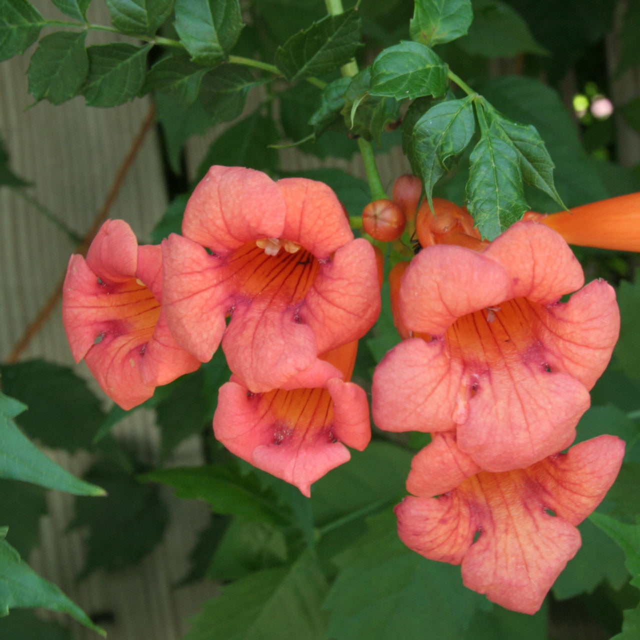Vibrant coral-orange trumpet flowers in 15 trellis climbing favorites for your zone