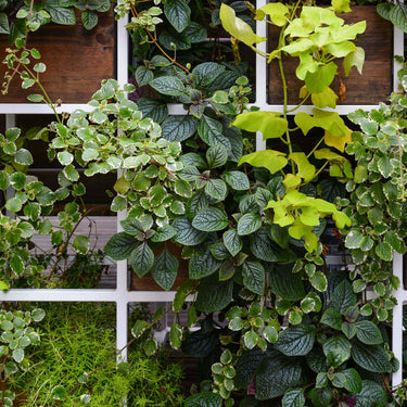 Lush green vines cascading over white grid planter in 15 Trellis Climbing Favorites