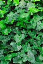 Lush green five-lobed ivy leaves from 15 trellis climbing favorites for your zone