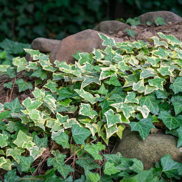 Lush variegated ivy vines with heart leaves on rocks, 20 mixed erosion control plants