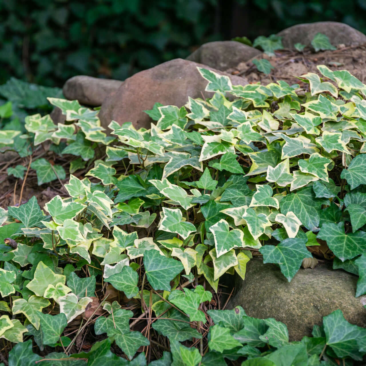 Lush variegated ivy vines with heart leaves on rocks, 20 mixed erosion control plants