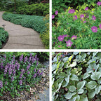 Purple geranium flowers with serrated leaves in 20 mixed soil erosion vines