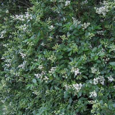 California Privet