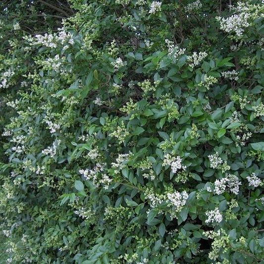 california privet