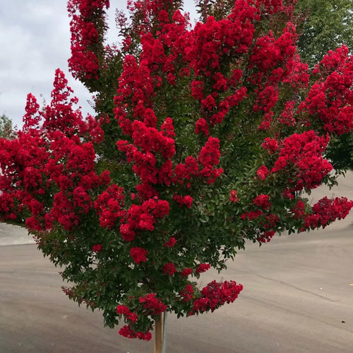 Red  Crepe Myrtle