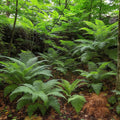 Ferns in naturalized areas