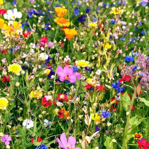25 Colorful Wildflowers - Colorful Selections Selected Perfectly For Your Zone