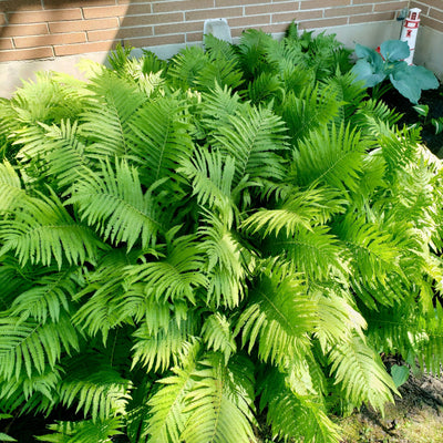Lush green ferns with feathery fronds in 25 Big Ferns Grab Bag for your zone