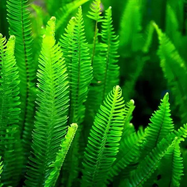 Vibrant green fern fronds in 25 big ferns grab bag for your zone