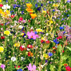 25 colorful wildflowers mix in vibrant yellow pink orange blue white meadow