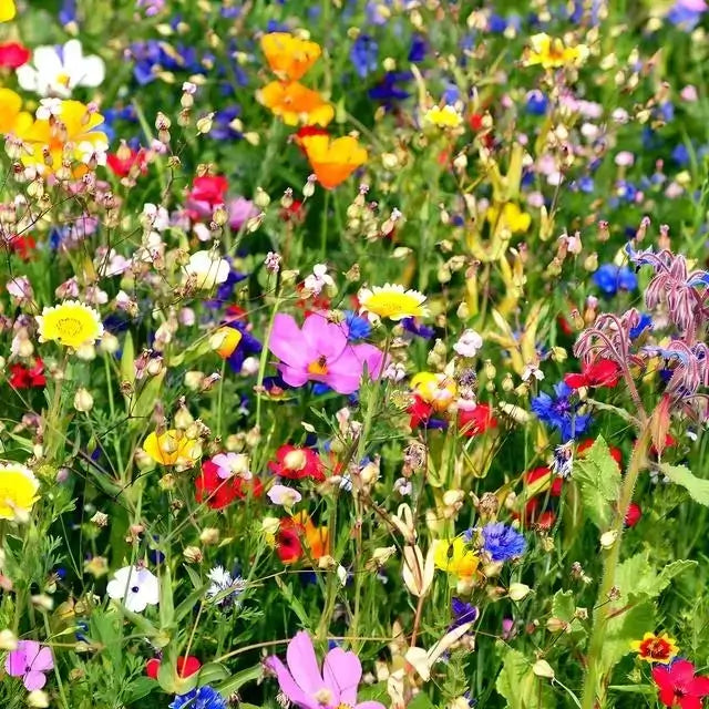 25 colorful wildflowers mix in vibrant yellow pink orange blue white meadow