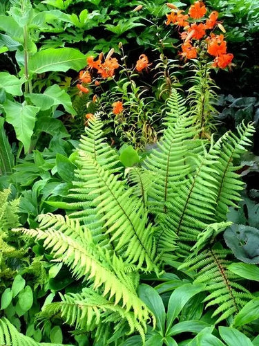 Lush green ferns and vibrant orange lilies in 25 ferns & 25 perennials best sellers