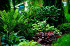 Lush green ferns, variegated hostas with burgundy leaves in 25+25 zone-perfect bed