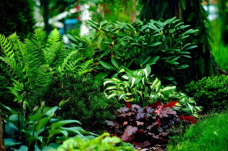 Lush green ferns, variegated hostas with burgundy leaves in 25+25 zone-perfect bed