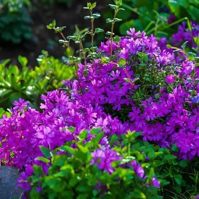 Vibrant purple star-shaped ground cover blooms from 25 Grab Bag, zone-thriving plants