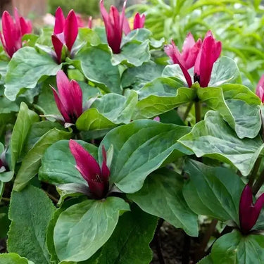 Vibrant magenta trillium flowers with glossy green leaves in zone-thriving ground cover grab bag