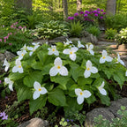 White Trillium