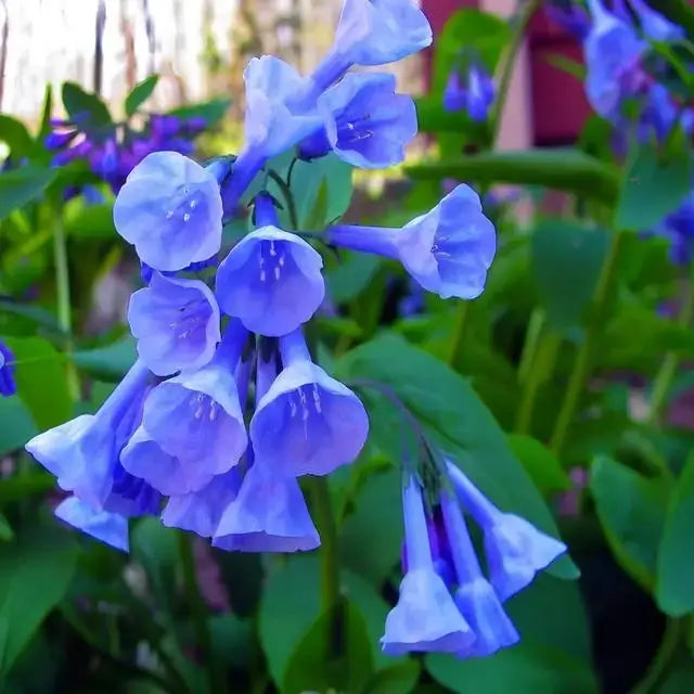 Virginia Bluebell