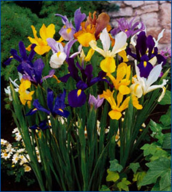 Dutch Iris Rainbow Collection