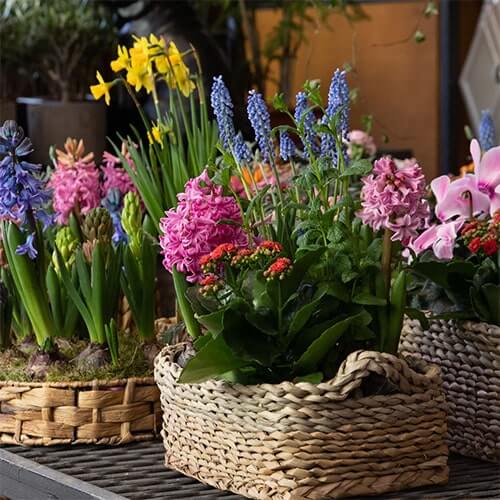 Best seller potted mix of spring flowers