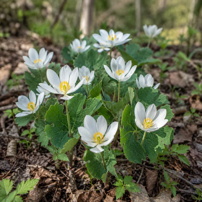 Bloodroot Plant