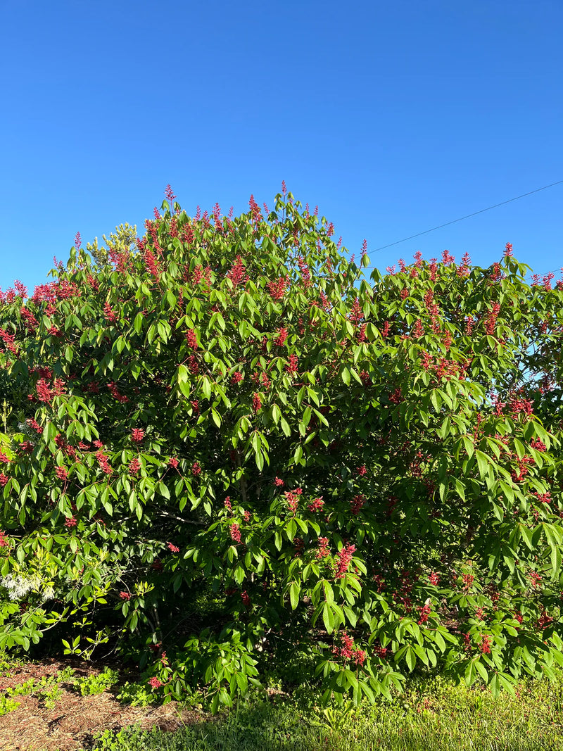 Firecracker Buckeye Tree