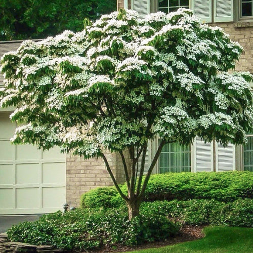 Kousa Dogwood