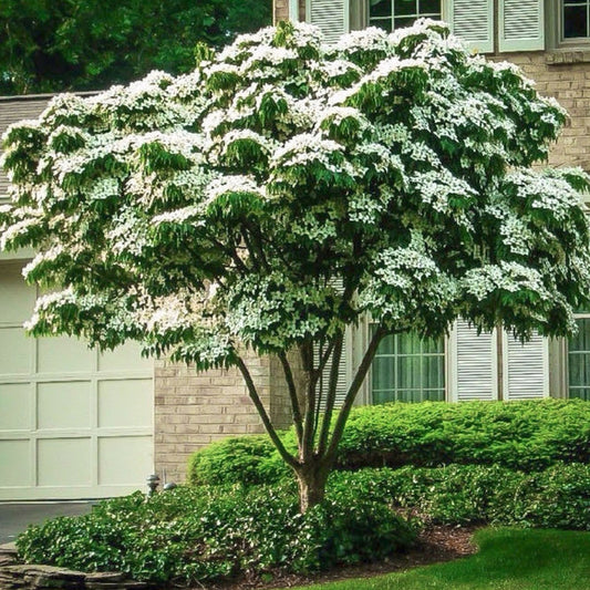 Kousa Dogwood Tree - TN Nursery