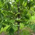 Pawpaw Trees #1 Gal. - TN Nursery