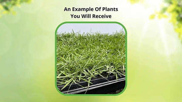 Bulrush plant tray with vibrant green grass-like rows