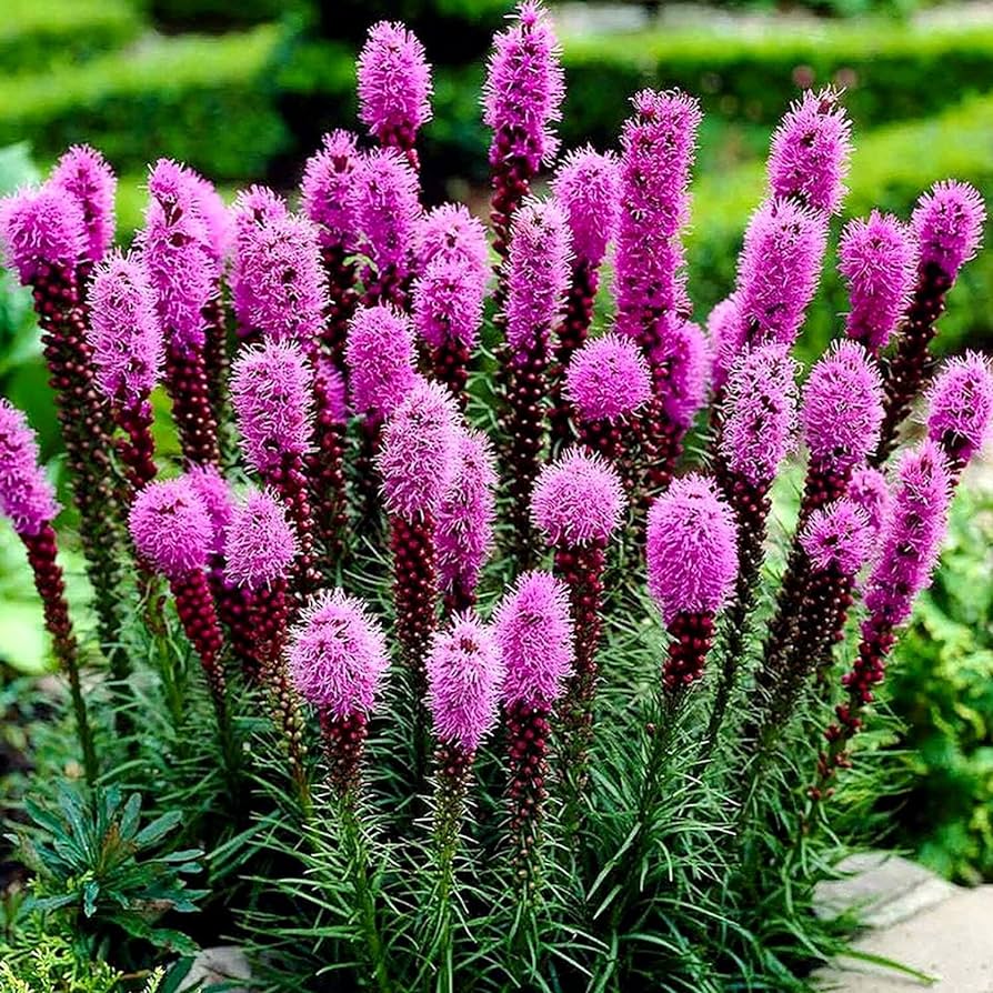 6 Pack - Gayfeather Liatris - TN Nursery