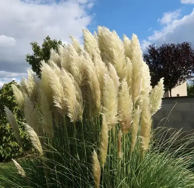 6 Pack - Pampas Grass Plugs - TN Nursery