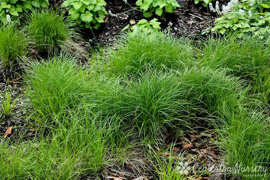 6 Pack - Pennsylvania Sedge - TN Nursery