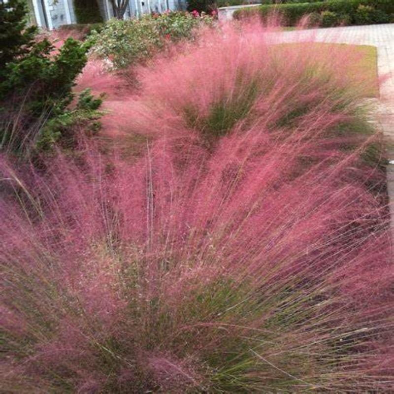 6 Pack - Purple Love Grass - TN Nursery