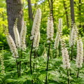 Black Cohosh Plant
