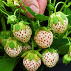 Pineberry plant with white strawberries featuring red seeds and green leafy tops ready for planting or harvesting
