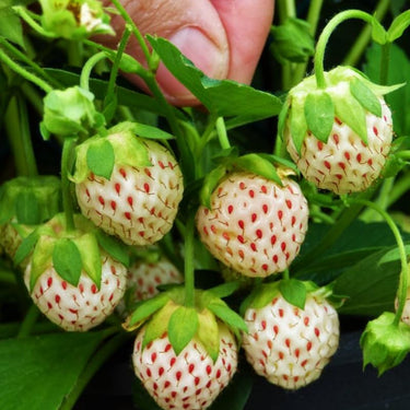 Pineberry plant with white strawberries featuring red seeds and green leafy tops ready for planting or harvesting