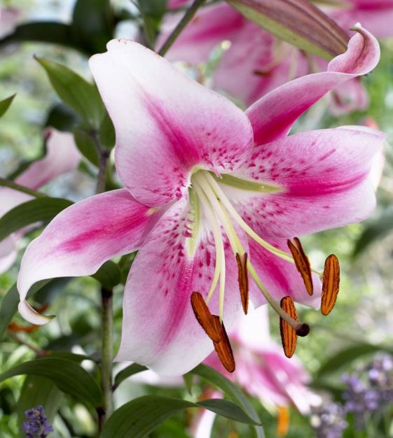 Daylily Rainbow Collection