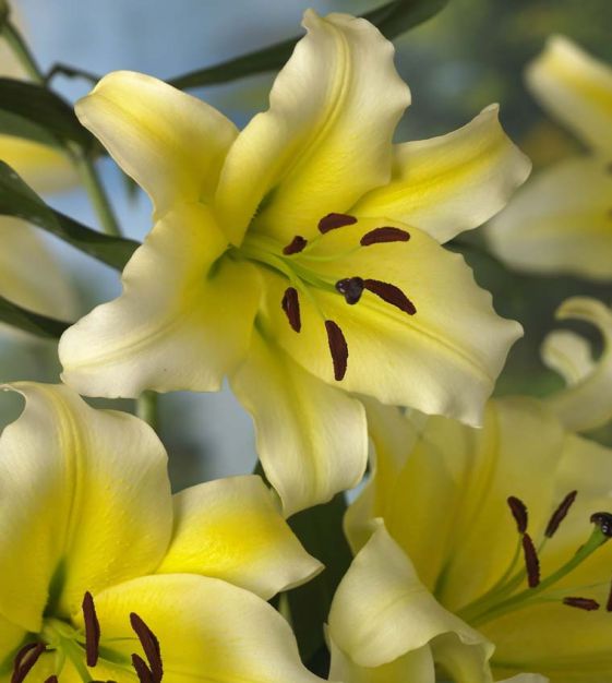 Daylily Rainbow Collection