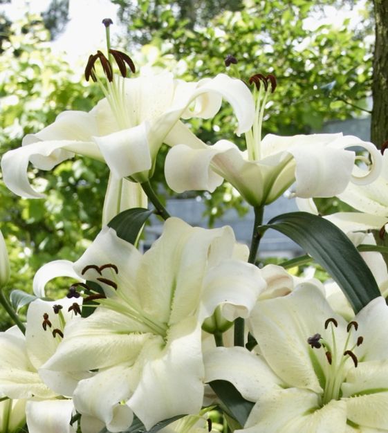 Daylily Rainbow Collection