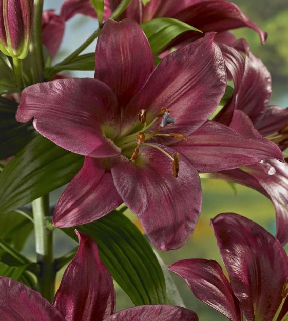 Daylily Rainbow Collection