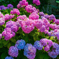 Vibrant pink purple blue hydrangea blossoms 6 flowering shrubs 3-4ft zone perfect