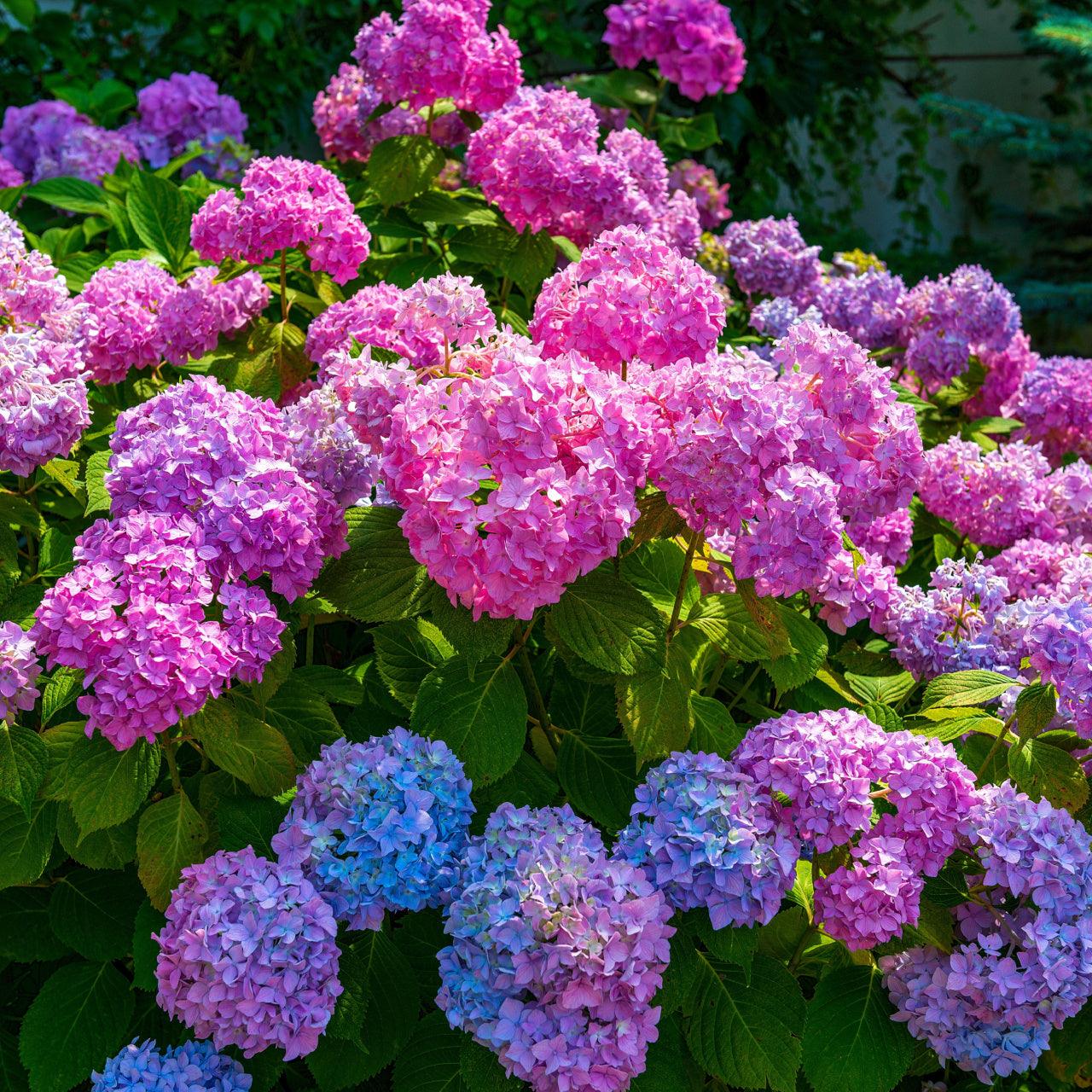 Vibrant pink purple blue hydrangea blossoms 6 flowering shrubs 3-4ft zone perfect
