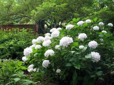 Lush white hydrangea bush with full blooms, green leaves, 6 flowering shrubs 3-4 ft for your zone