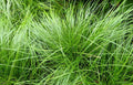Lush Pennsylvania sedge plugs: vibrant green needle-like grass blades, 6 pack