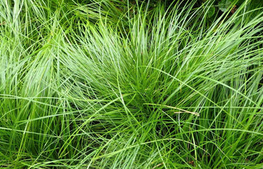Lush Pennsylvania sedge plugs: vibrant green needle-like grass blades, 6 pack