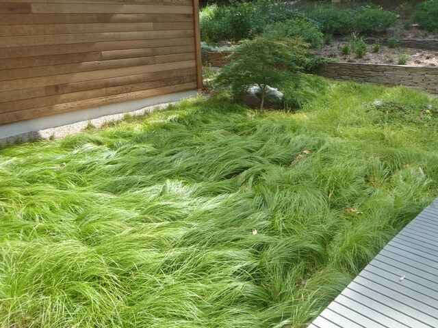 Lush Pennsylvania Sedge plugs forming green grass carpet on wooden decking