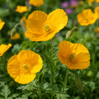 Celandine Poppy Plant